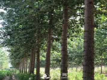 河南周口：培育出不飞絮的杨树新品种