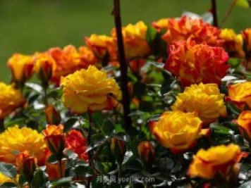 安阳市滑县森林公园月季花开放，赏花打卡正当时